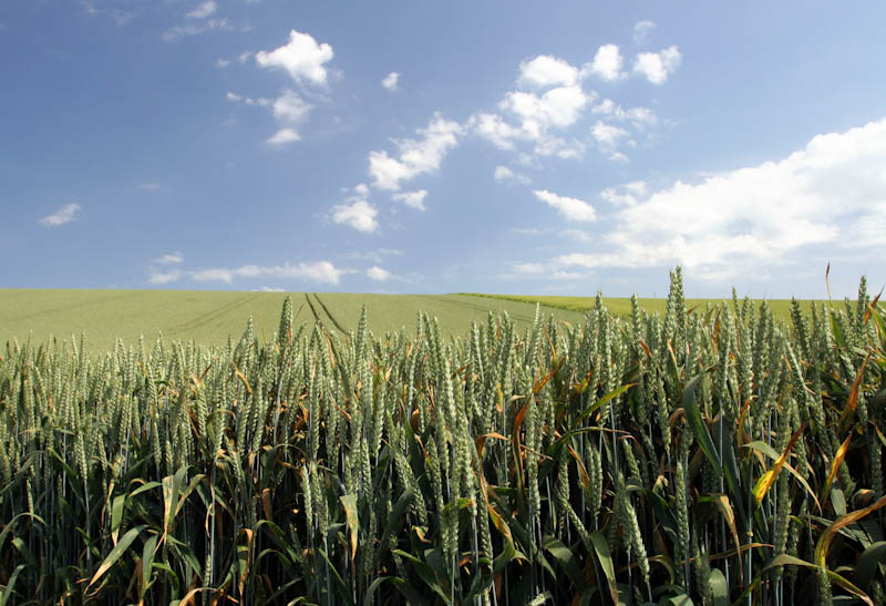 Gentle rolling fields of green wheat near Wantage, Wiltshire