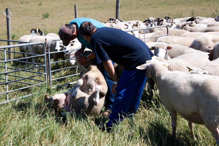 Sheep and two people examining them
